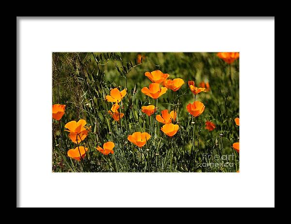 Poppies Framed Print featuring the photograph Poppies #2 by Marc Bittan