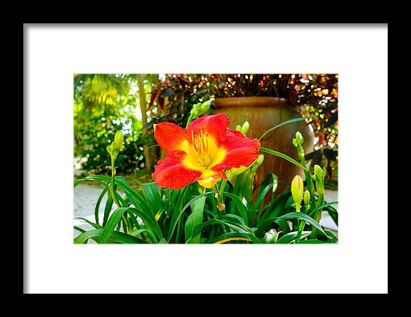 Beautiful Framed Print featuring the photograph Pretty flower by Raul Rodriguez