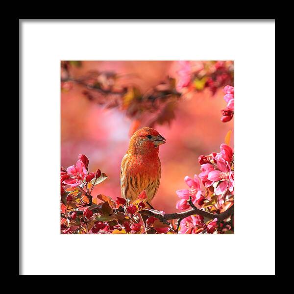 Bird Framed Print featuring the photograph Pretty In Pink #3 by John Absher