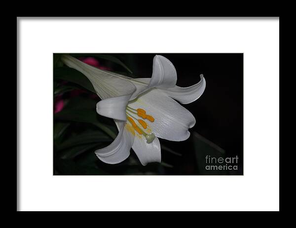 Lily Framed Print featuring the photograph Purity #2 by Nona Kumah