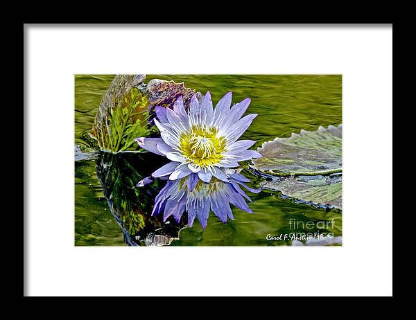 Impressionistic Framed Print featuring the photograph Purple Water Lily Pond Flower Wall Decor by Carol F Austin