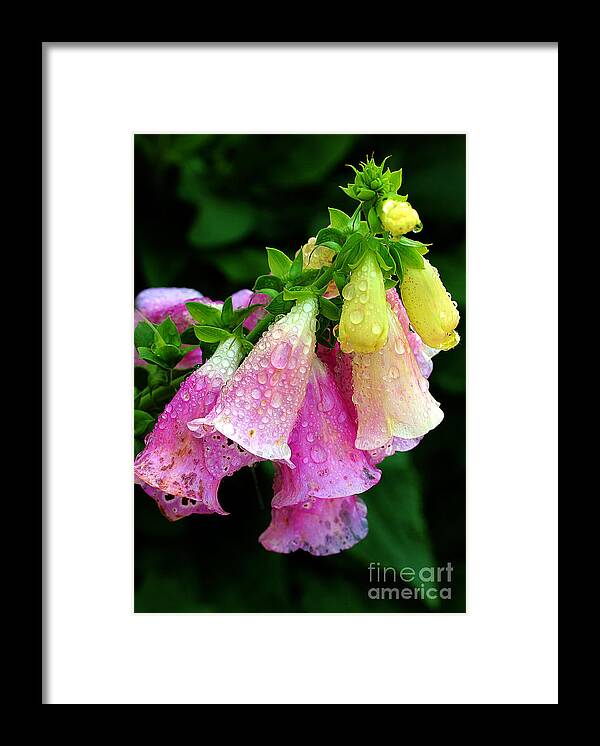 Foxgloves Framed Print featuring the photograph Raindrops #3 by Judi Bagwell