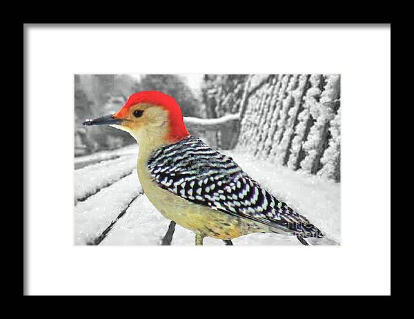 Red Bellied Woodpecker Framed Print featuring the photograph Woodpecker in Winter by Janette Boyd