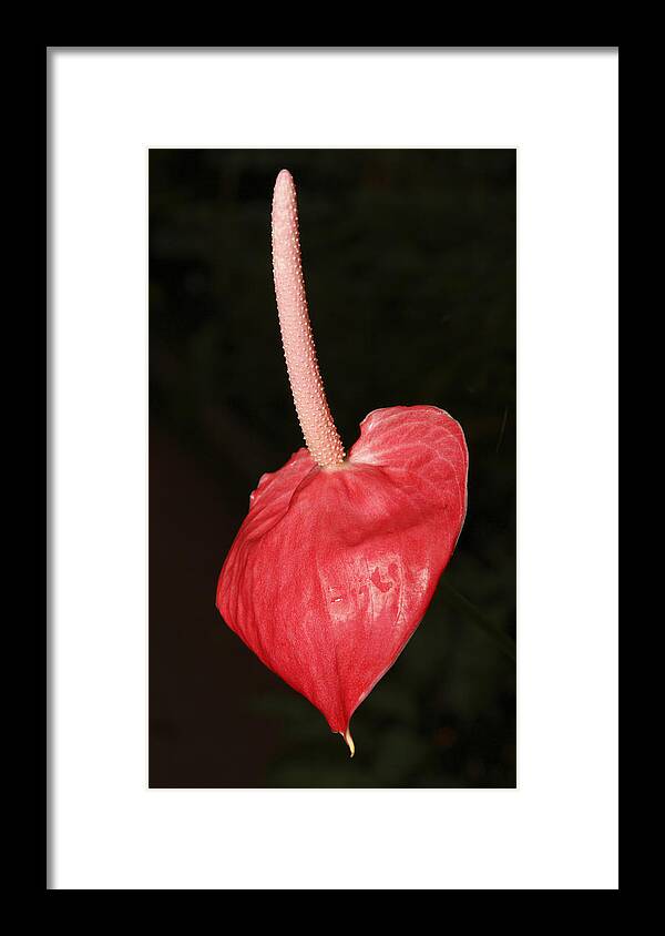 Flower Framed Print featuring the photograph red #2 by Masami Iida