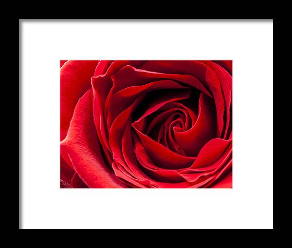 Flower Framed Print featuring the photograph Red Rose Close-up #2 by John Paul Cullen