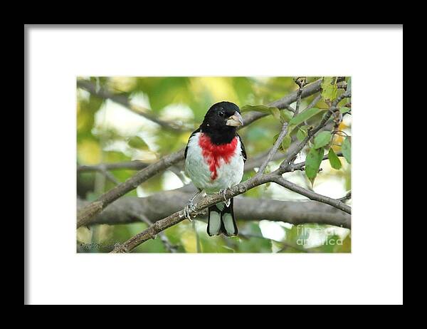 Mccombie Framed Print featuring the photograph Rose-Breasted Grosbeak #4 by J McCombie