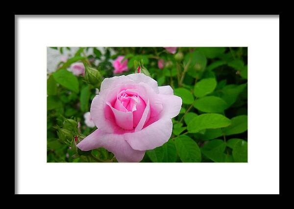 #flower#flowerlovers#flowerlover#green#flowerlovers#floral#rose#rosa#pink#petal#plant#blossom#photooftheday#floweroftheday#webstagram#naturestagram#flowerstagram#naturelover#naturelovers#naturehippys#naturehippy#flowers#furano#hokkaido#japan#kn##xǖ#kc#{ Framed Print featuring the photograph Rose #2 by Tomoko Takigawa