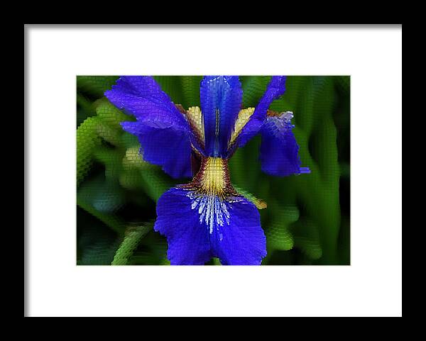 Blue Framed Print featuring the photograph Royal Rhapsody #2 by Michiale Schneider