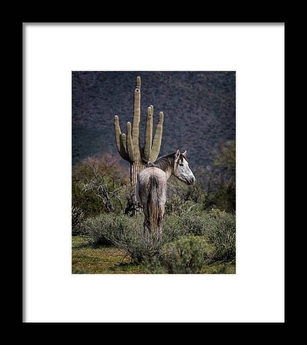 Wild Horses Framed Print featuring the photograph Salt River Stallion by American Landscapes