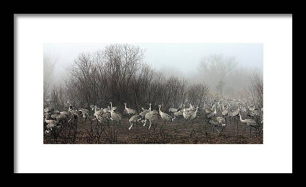 Cranes Framed Print featuring the photograph Sandhill Cranes and the Fog by Farol Tomson