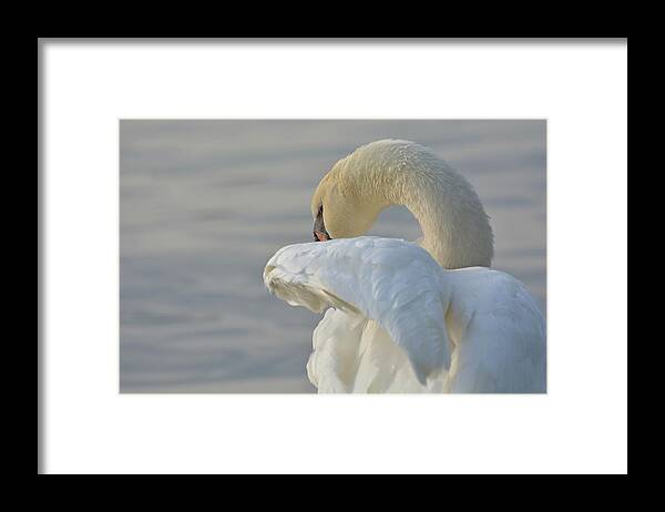 Mute Swan Framed Print featuring the photograph Shy #2 by Fraida Gutovich
