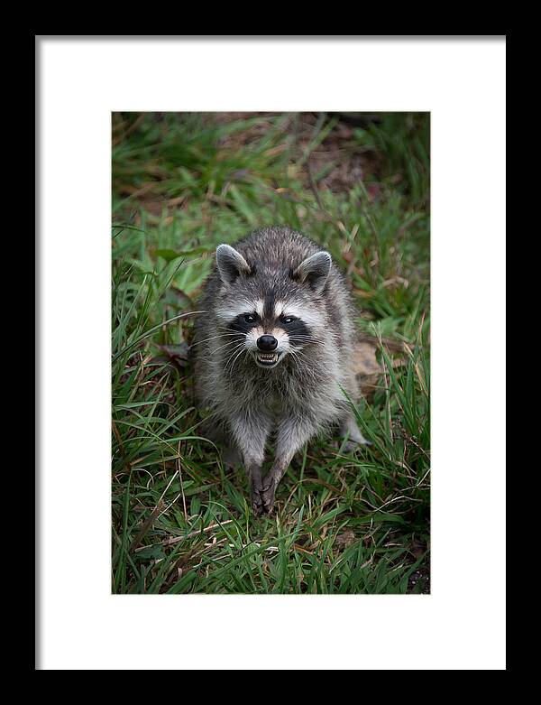 Portrait Framed Print featuring the photograph Snarling Raccoon #2 by Joye Ardyn Durham