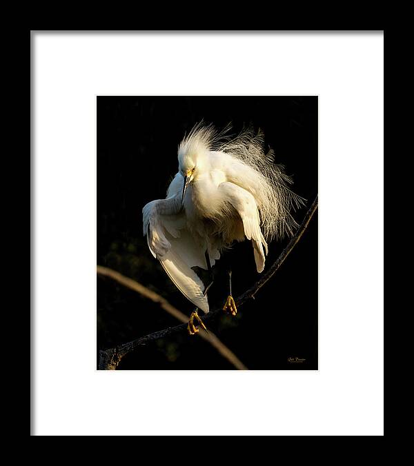 Snowy Egret Framed Print featuring the photograph Snowy Beauty #2 by Judi Dressler