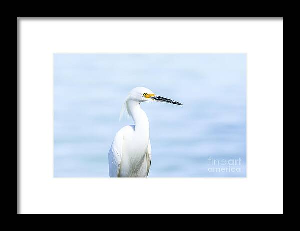 Snowy Egret Framed Print featuring the photograph Snowy Egret #2 by Ben Graham