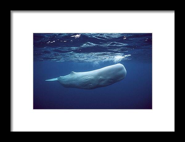 00270022 Framed Print featuring the photograph White Sperm Whale by Hiroya Minakuchi