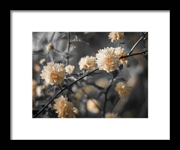 Miguel Framed Print featuring the photograph Spring is in the Air #3 by Miguel Winterpacht