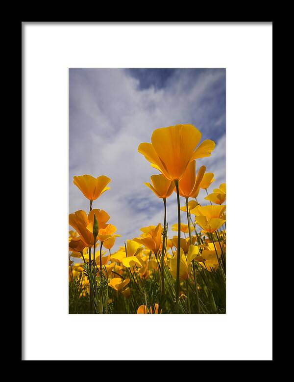 Poppies Framed Print featuring the photograph Springtime Poppies #3 by Saija Lehtonen