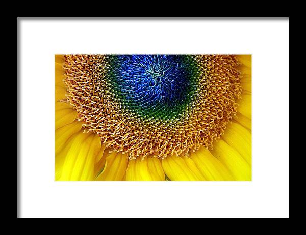 Sunflower Framed Print featuring the photograph Sunflower by Jessica Jenney