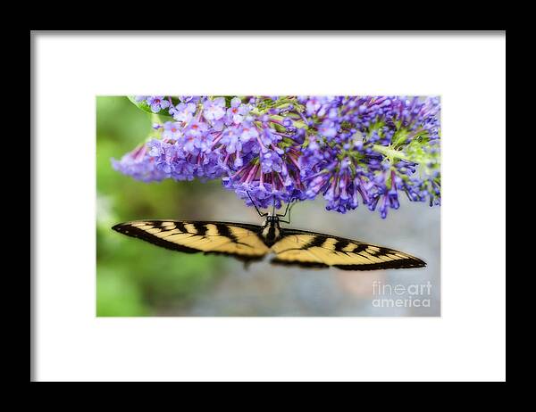 Tiger Swallowtail Framed Print featuring the photograph Tiger Swallowtail feeding on flower by Dan Friend