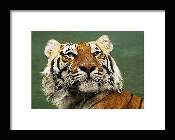 2010 Framed Print featuring the photograph Tiger #2 by Gouzel -
