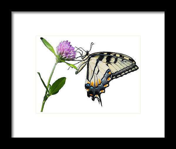 Tiger Swallowtail Butterfly Framed Print featuring the photograph Tiger Swallowtail Butterfly by Holden The Moment