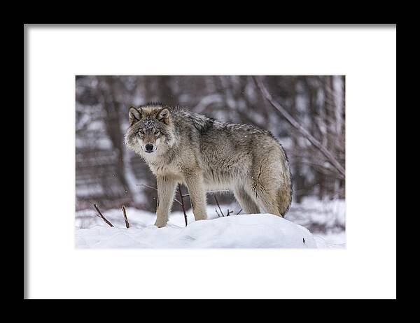 Wolf Framed Print featuring the photograph Timber wolf in winter #2 by Josef Pittner