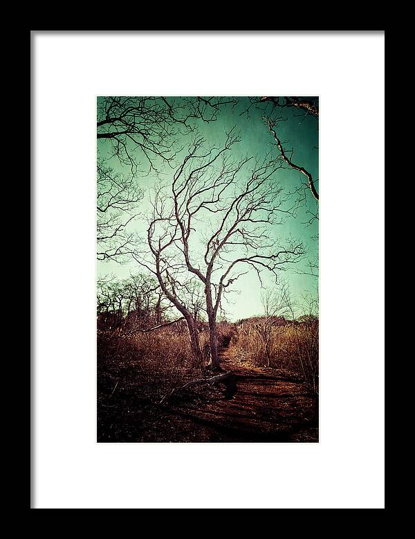 Sandwich Game Farm Framed Print featuring the photograph Tree #2 by Frank Winters