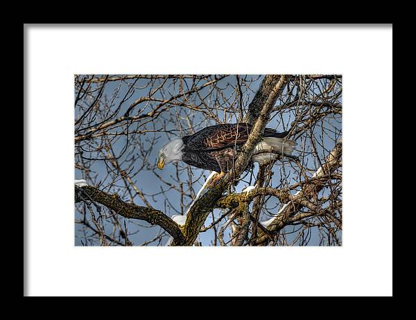 American Bald Eagle Framed Print featuring the photograph Tree Top Eagle #2 by Ray Congrove