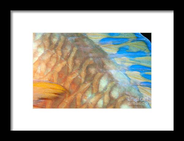 Animal Art Framed Print featuring the photograph Underwater Close-Up #2 by Dave Fleetham - Printscapes