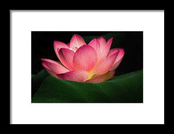 Jay Stockhaus Framed Print featuring the photograph Water Lily #4 by Jay Stockhaus