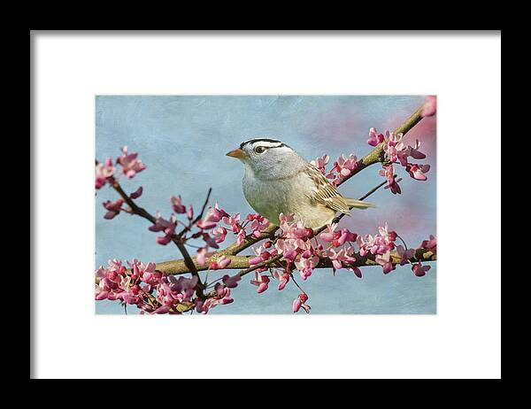 Bird Framed Print featuring the photograph White-Crowned Sparrow #2 by Angie Vogel