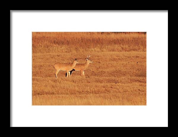 4. Where Framed Print featuring the photograph White Tailed Deer by The Bohemian Lens LLC