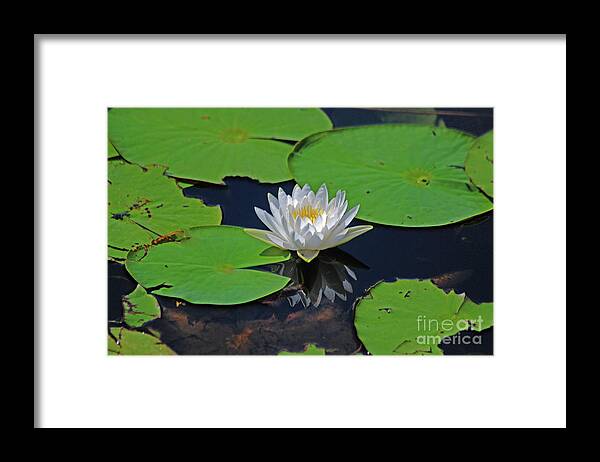 White Water Lily Framed Print featuring the photograph 2- White Water Lily by Joseph Keane