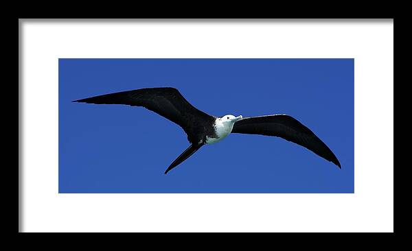 Wildlife Framed Print featuring the photograph Wildlife in Mexico by Robert Grac