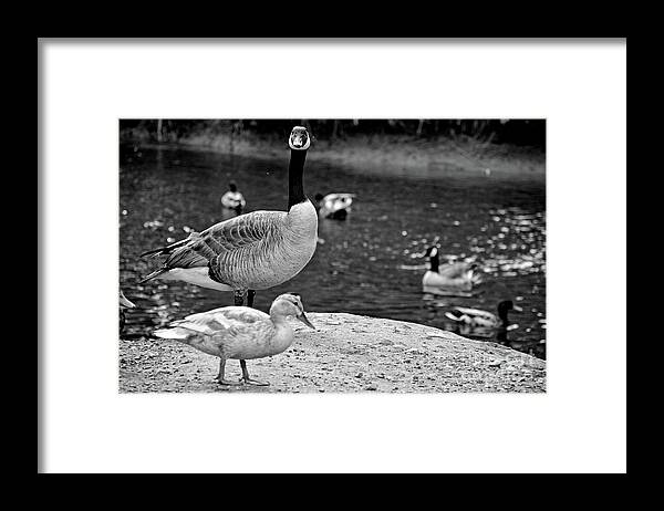 2281 Framed Print featuring the photograph Wildlife #2 by FineArtRoyal Joshua Mimbs