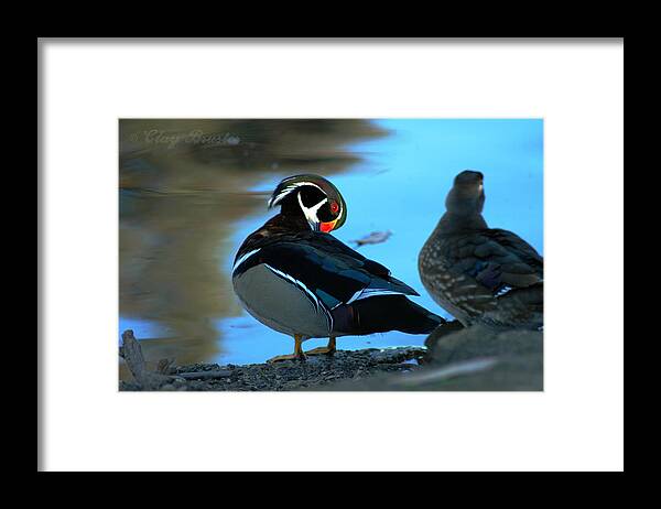 Clay Framed Print featuring the photograph Wood Duck #2 by Clayton Bruster