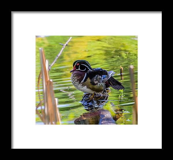 Wood Duck Framed Print featuring the photograph Wood Duck by Jerry Cahill