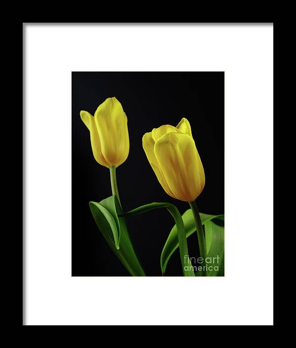 Tulip Framed Print featuring the photograph Yellow Tulips by Dariusz Gudowicz