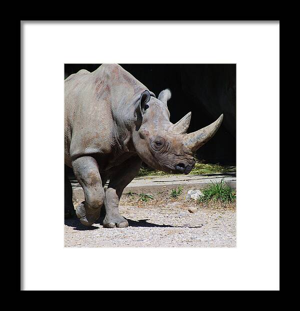 Zoo Framed Print featuring the photograph Zoo Scapes #2 by Jean Wolfrum