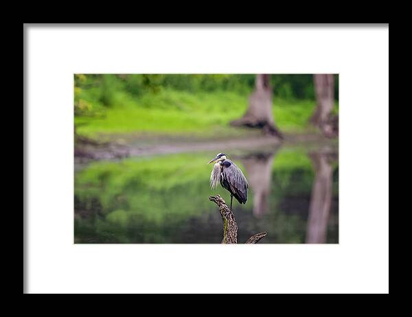 Animal Framed Print featuring the photograph Blue Heron #20 by Peter Lakomy