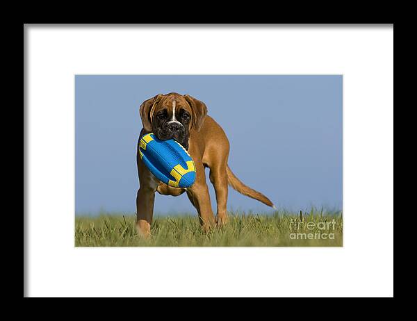 Boxer Framed Print featuring the photograph Boxer Puppy #20 by Jean-Louis Klein & Marie-Luce Hubert