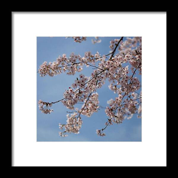 Flower Framed Print featuring the photograph Instagram Photo #201459939864 by Hideki Sato