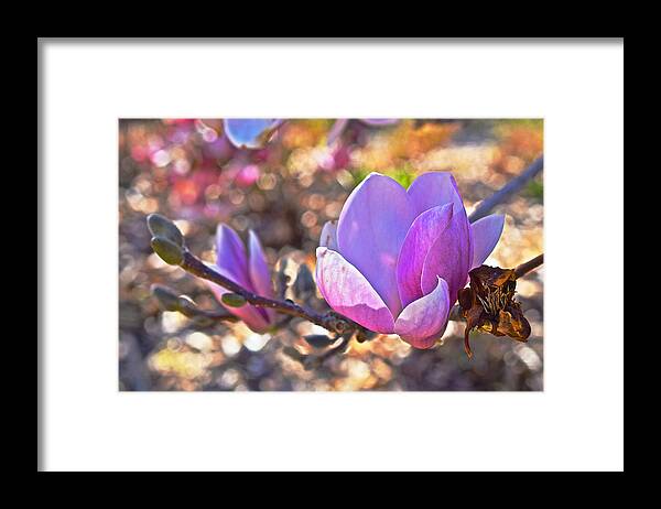 Magnolias Framed Print featuring the photograph 2015 Early Spring Magnolia by Janis Senungetuk