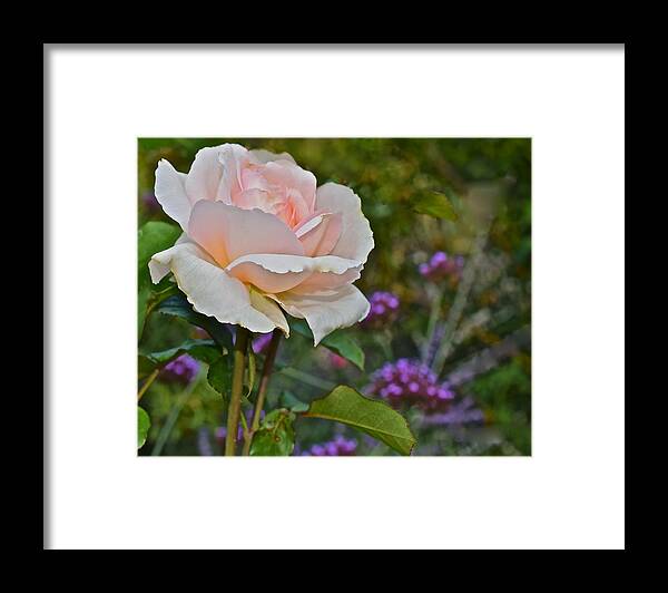 Rose Framed Print featuring the photograph 2015 Fall Equinox Ivory Rose by Janis Senungetuk
