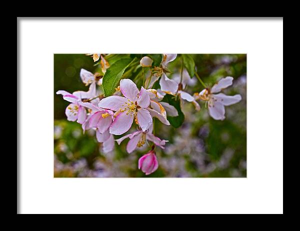 Crabapple Blossoms Framed Print featuring the photograph 2015 Spring at the Gardens White Crabapple Blossoms 1 by Janis Senungetuk