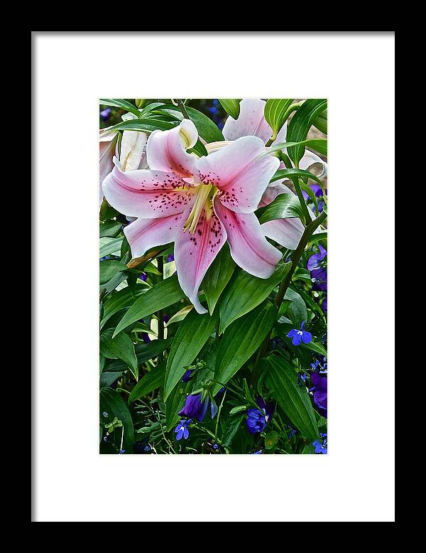 Lilies Framed Print featuring the photograph 2015 Summer at the Garden Event Garden Lily 3 by Janis Senungetuk