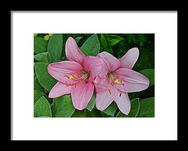 Asiatic Lilies Framed Print featuring the photograph 2015 Summer at the Garden Pink Lilies 1 by Janis Senungetuk