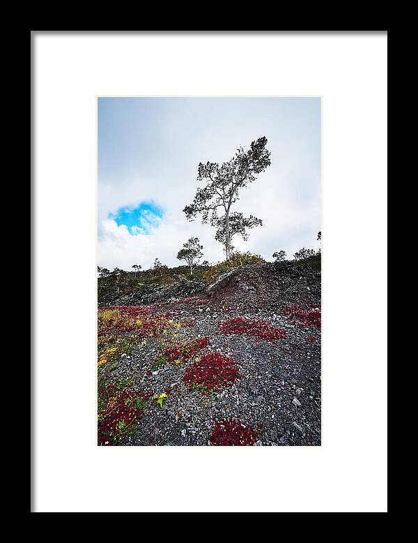 Flower Framed Print featuring the photograph 20150516144211FLA24528-master by Fernando Lopez Arbarello