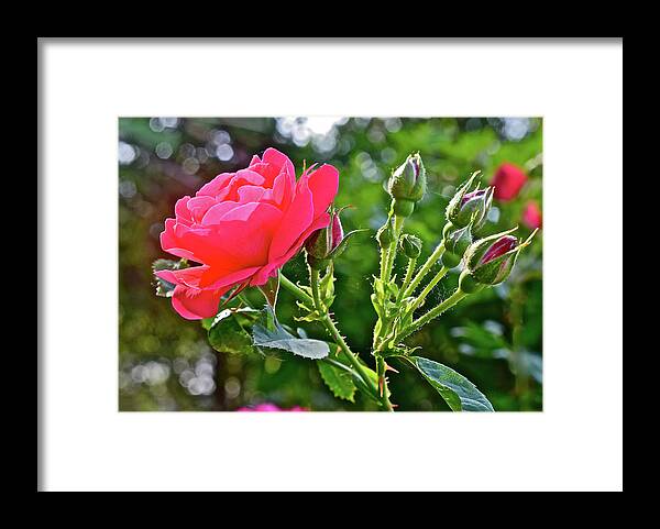 Rose Framed Print featuring the photograph 2016 Early June Rose 1 by Janis Senungetuk