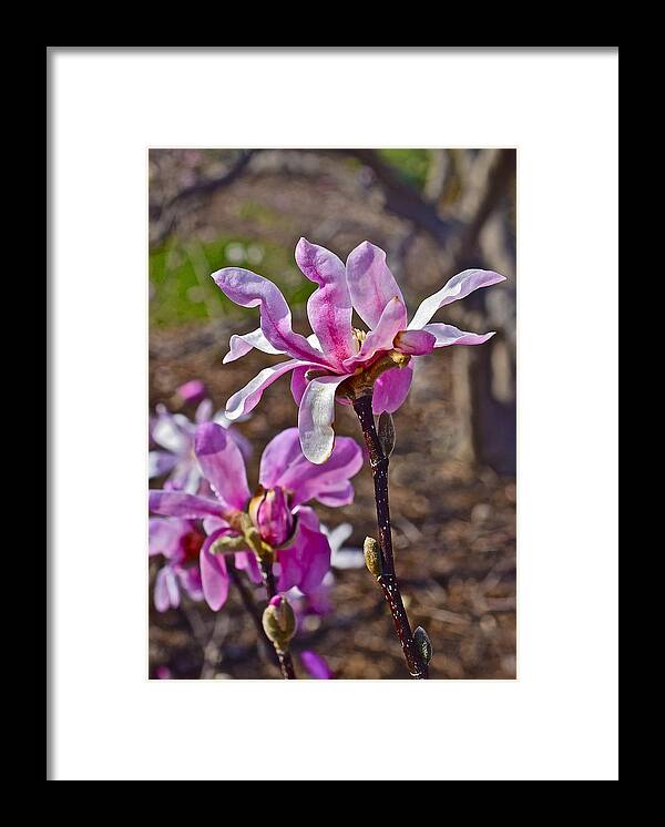 Magnolia Framed Print featuring the photograph 2016 Early Spring Loebner Magnolias 3 by Janis Senungetuk